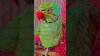 mithu ka video bn raha hai #parrot #talkingparot #funnyanimal #funny #shortsvideo