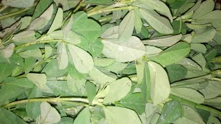 Fenugreek Leaves Recipe | Methi Recipe | Simple Cooking Recipes