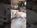 Dog❌God✅#shorts #shortfeed #video #villagelife #pets 🥰