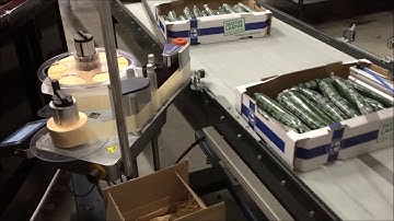 #GREEFA   Närpes Grönsaker (FIN).  QSort de 2 líneas para el calibrado y empaquetado de pepinos.