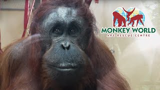 Monkey World by rochez 101,724 views 5 years ago 49 minutes