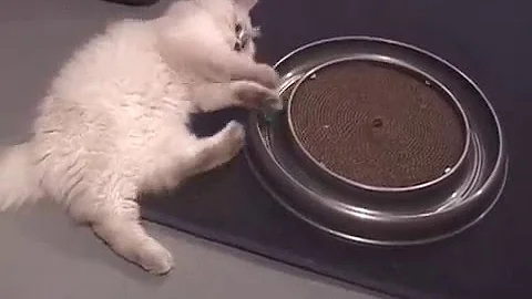 Video 162551: siberian neva masquerade kittens, siberian kitten playing, colorpoint siberian, breed, cat