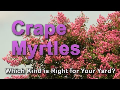 Vídeo: Crescendo Acoma Crape Myrtles - Informações sobre Acoma Crape Myrtle Trees