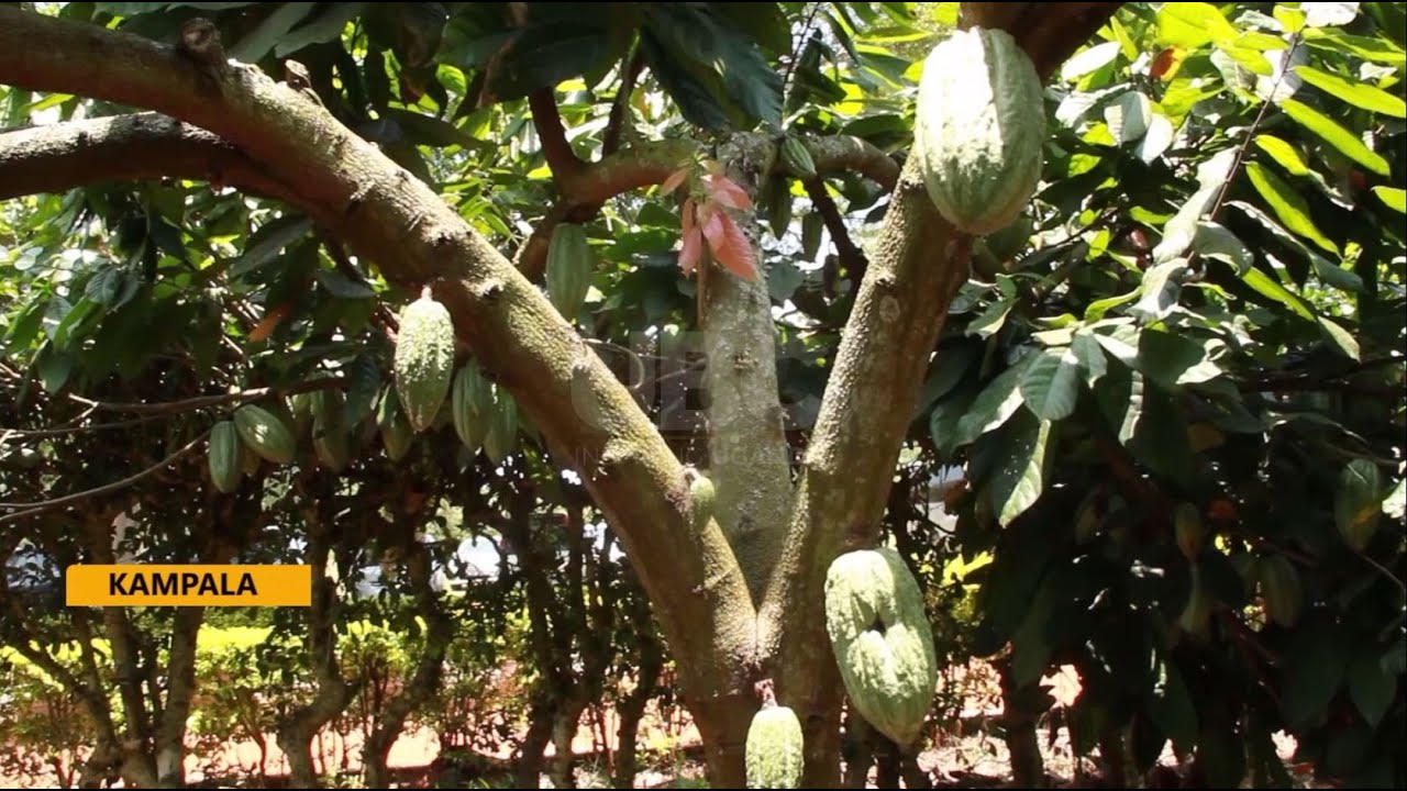 Still from Coffee and cocoa production - Farmers urged to practice irrigation for increased coffee production