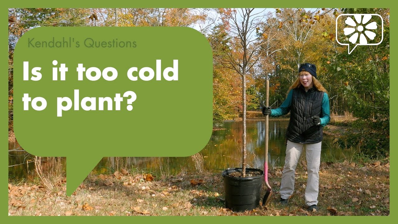 Is it too cold to plant? YouTube