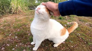 モフられにきた野良猫、ゴロゴロ言いながら鳴くので鳴き声が「ニャるる」になってるのがカワイイ