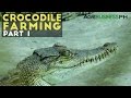 Crocodile Farming Part 1 : Crocodile Farming Industry in the Philippines | Agribusiness Philippines