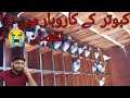 Why i Quit Pigeon Breeding Setup