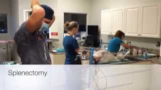 Splenectomy Surgery