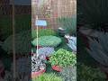 Unique Garden full of Old Plants🏡🫶🏻🌿 #stressrelief #gardening #garden #relaxing