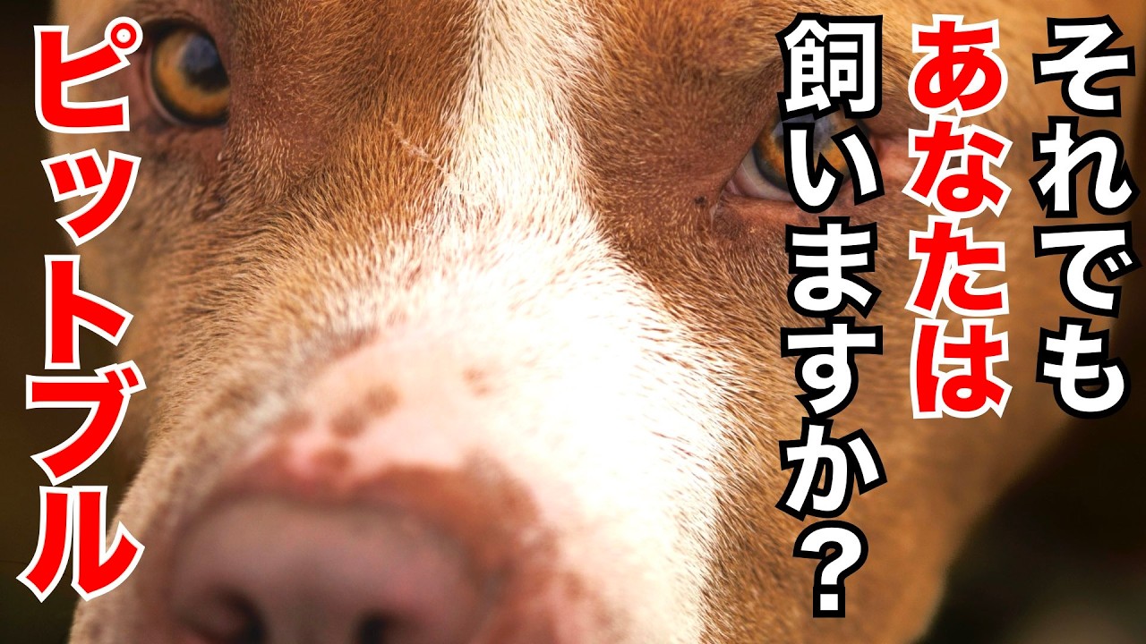 【パワーブリード】飼う理由を明確に言語化できますか？