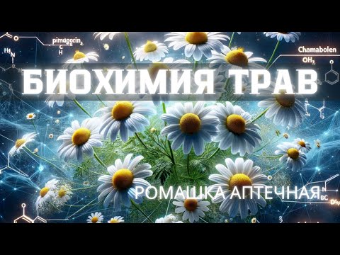 Биохимия РОМАШКИ - какие вещества в ней содержатся и как они помогают организму? #травыкавказа