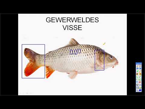 Video: Is vis gewerweldes of ongewerweldes?