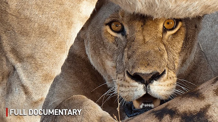 WILD LIONS of Tanzania HUNT GIANTS | Full Wildlife Documentary thumbnail