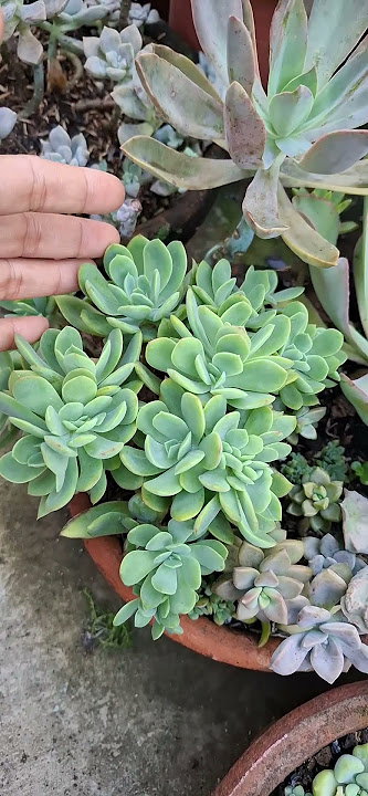#succulent #succulentplants