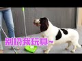 “这是我的!” 狗子急到跳脚,一个闪现急忙守护自己的玩具#史宾格#养狗的乐趣