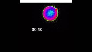 Beginning Of Life , Light Of Life