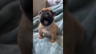 From Birth to Big Dog: Heartwarming Journey of a French Bulldog Puppy #shorts
