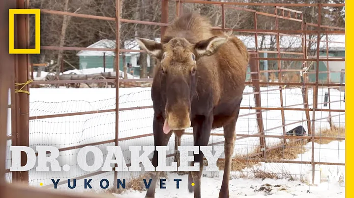 An Injured Moose Gets an Exam | Dr. Oakley, Yukon ...