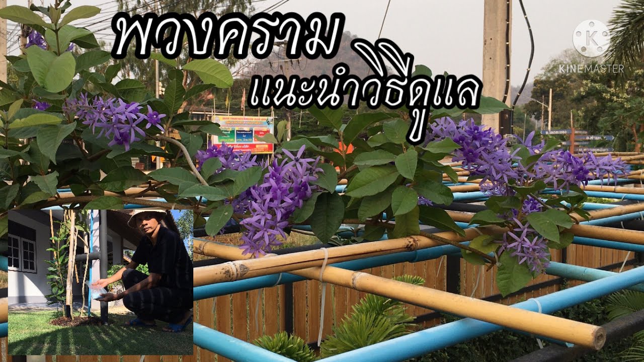 พวงคราม ออกดอกทั้งปี ep.2 (วิธีดูแล) | kai siamrut