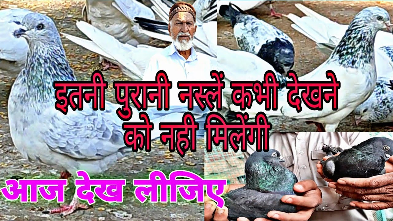 दिल खोल कर शौक कीजिये पुरानी नस्लों का | Old Breeds In Bhopal