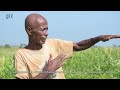 Mucuna culture pure