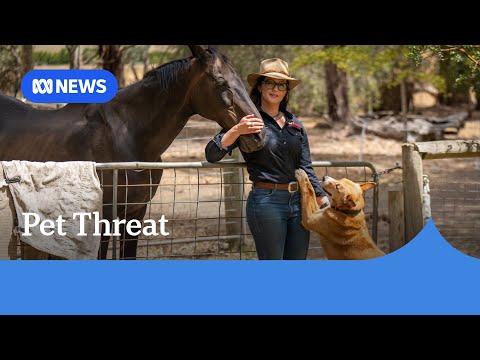 Pet owners prepare lawsuit against drug maker over dog deaths | Stateline | ABC News Episode cover