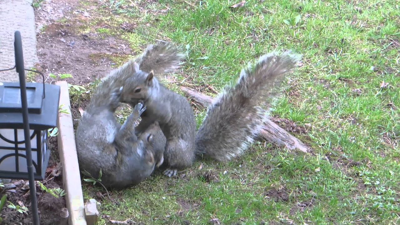 squirrel fight or playing or... YouTube