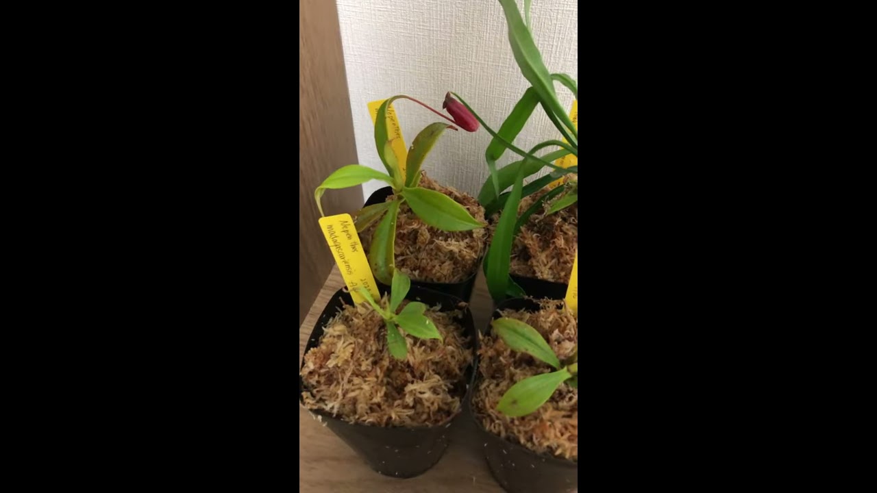 食虫植物】ドイツ便(AW)ウツボカズラとアリ植物を植えましたよ