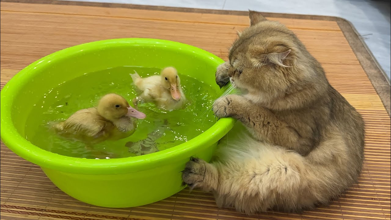 funny cat invites the duckling to catch mice together😂!cute duckling tries to teach the cat to swim