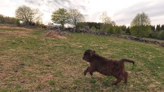 The Fastest Tiny Highland Cattle Calf You'll Ever See!