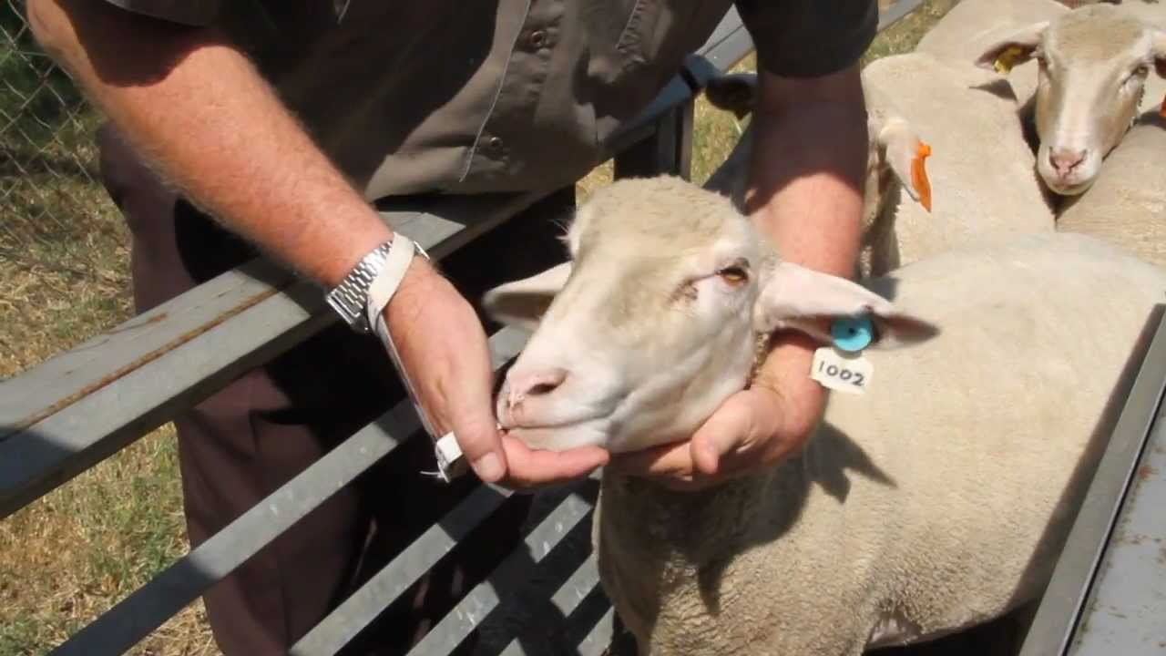 Parasiete: So hou die FAMACHA-stelsel jou skape gesond...