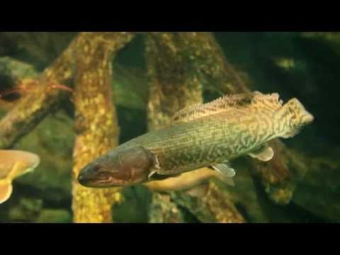 The Bowfin An Ancient Fish Predator Youtube the bowfin an ancient fish predator