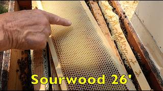 Sourwood 26 - Beekeeping