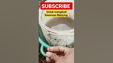 Mancing ikan Wader #mancing #mancingikanwader #mancingwader #ikanwader #viral #viralvideo #shorts
