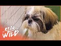 Abused Shih Tzu Gets Rescued | Dog Tales | Real Wild