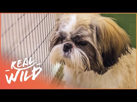 Video: Ինչպես կտրել Shih Tzu- ն