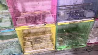 Download Lagu Tiếp theo 26/2 Về mào Cao Bằng .ae lh 0909457845)Đc36 Tân Sơn phường 15 Tân bình  MP3