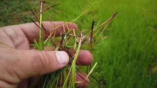 Turfgrass Campus Tour - Annual Ryegrass located on West side of Fifield Hall