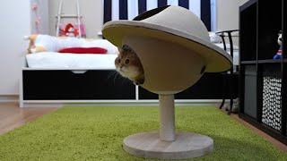 GALAXAN PLANEST: From Cat Tree to Cat Paradise!