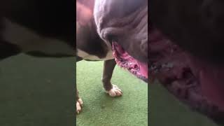 Depressed Sweet Pit Bull Starving & Abandoned In Shelter For 7 Months