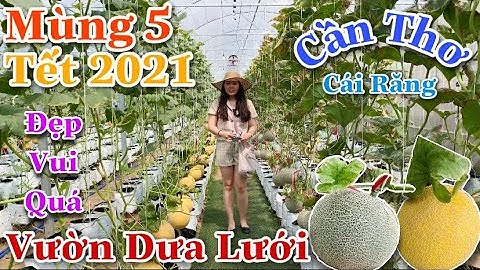 Mùng 5 Tết 2021 Vườn Dưa Lưới Cần Thơ Rộn Ràng|Cần Thơ Ngày Nay|Cuộc Sống Cần Thơ Tp Miền Sông Nước