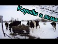 Зимняя прогулка с коровами // Жизнь в деревне