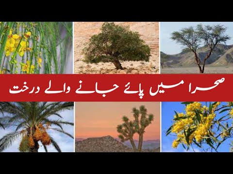 Common Desert Trees | Desert Plants With Local & English Names - YouTube