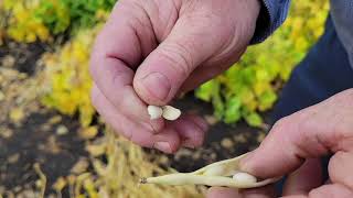 Edible Bean School: Timing desiccation for maximum yield & quality