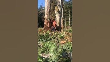 Is Your Tree Cutting Technique Putting You at Risk? #wood #asmr #shorts