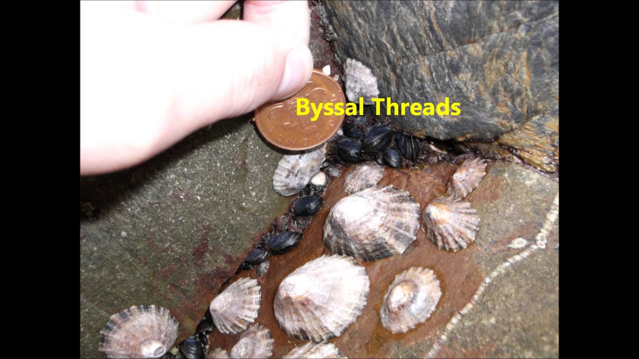 Benthic species video