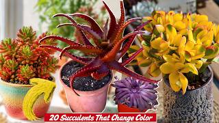 20 Succulents That Change Color (You Won’t Believe This!)
