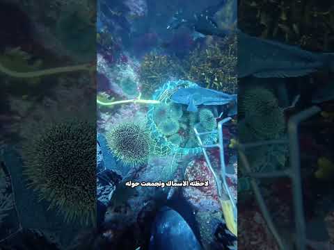 لم يتركوه يذهب 