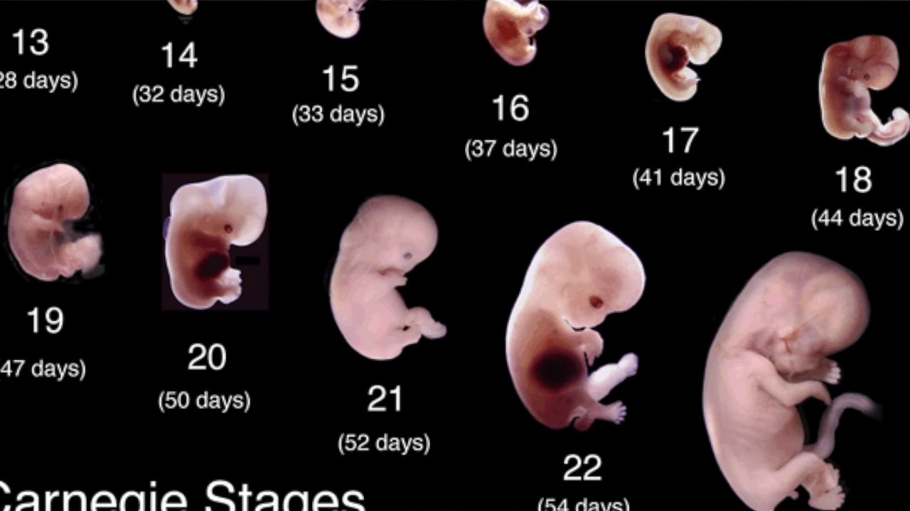 Плод ребенка по неделям. Эмбрион 3 мм как выглядит. Размер человеческого эмбриона в 6 недель.